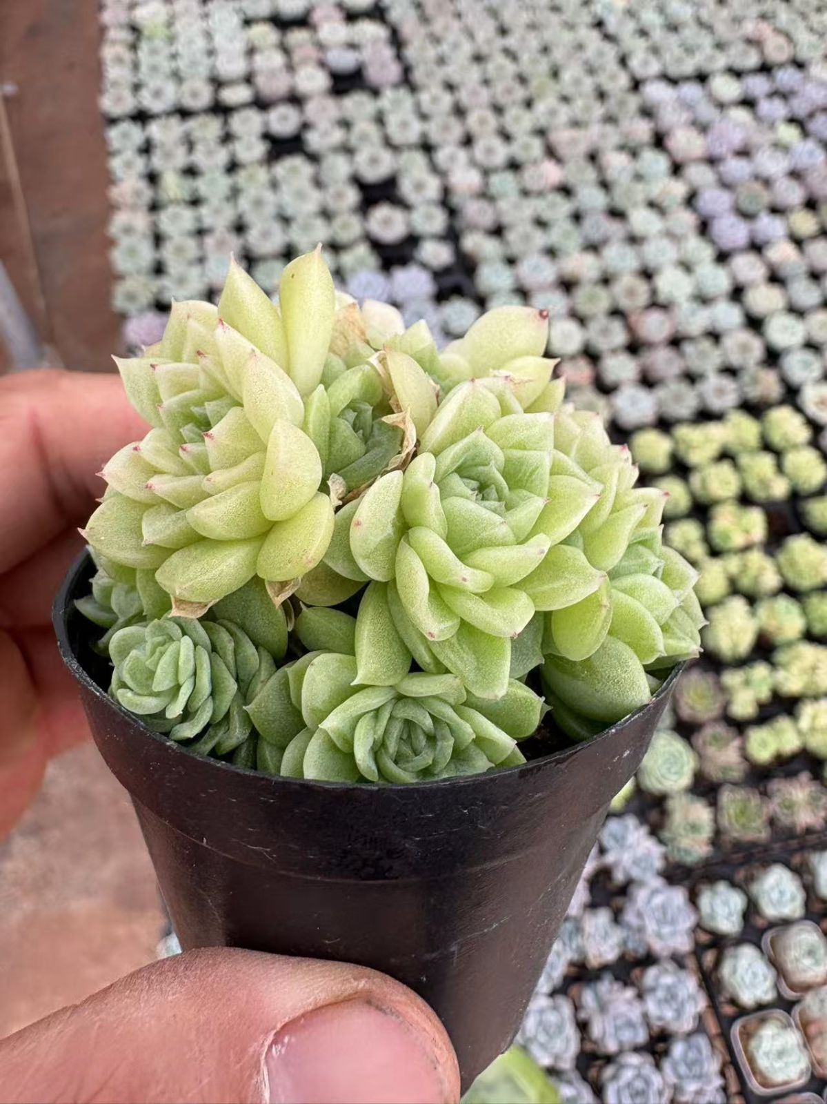 XJB410×50鉢 抜き苗 多肉植物 エケベリア サボテン 韓国苗 新