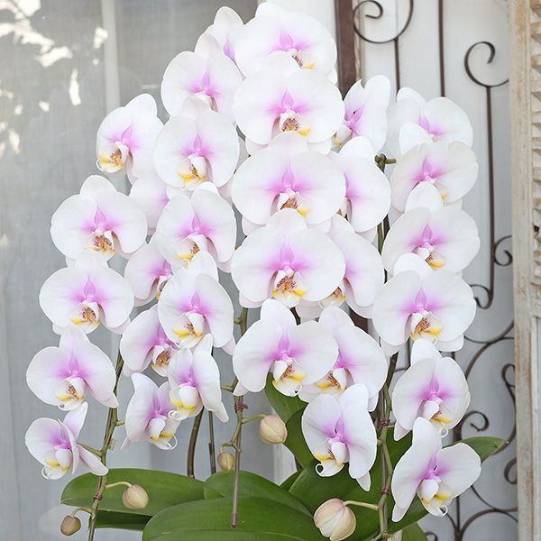 値下げSALE 現品販売 卸売 鉢花 胡蝶蘭 コチョウラン ファレノミディ