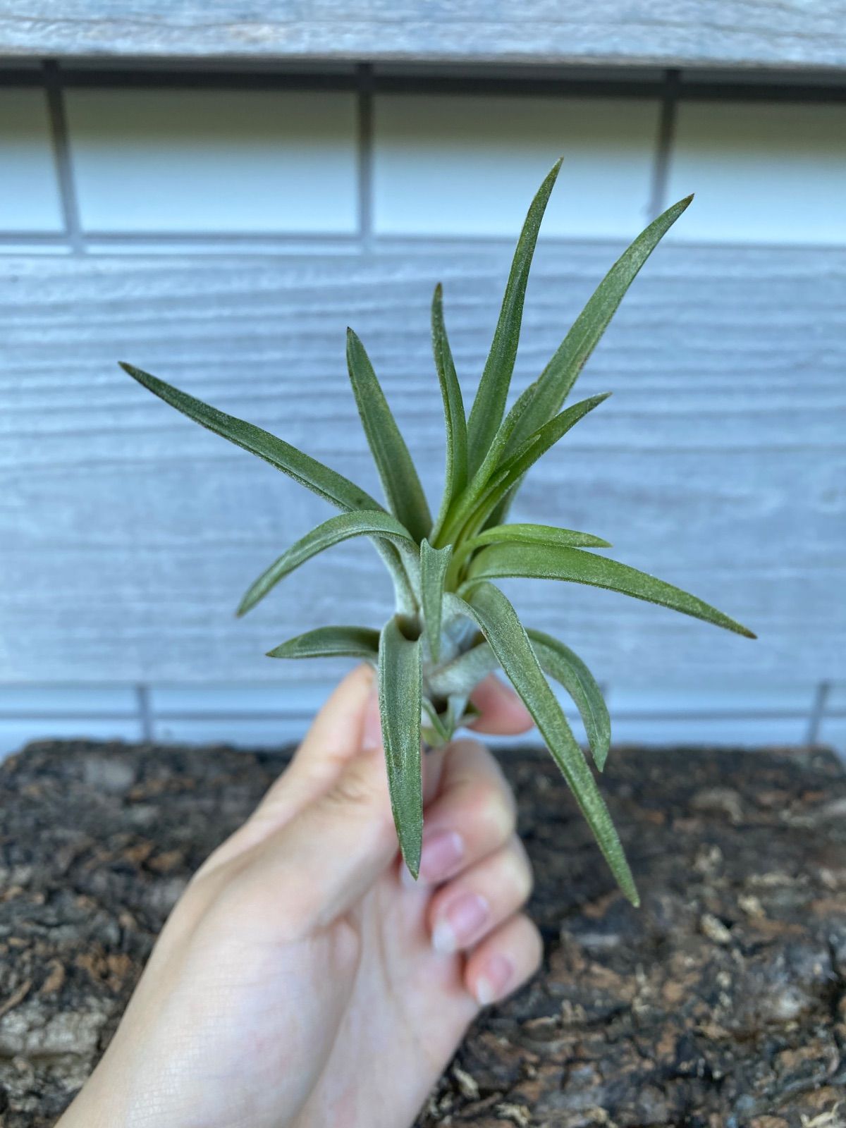Tillandsia novakii x ionantha Green