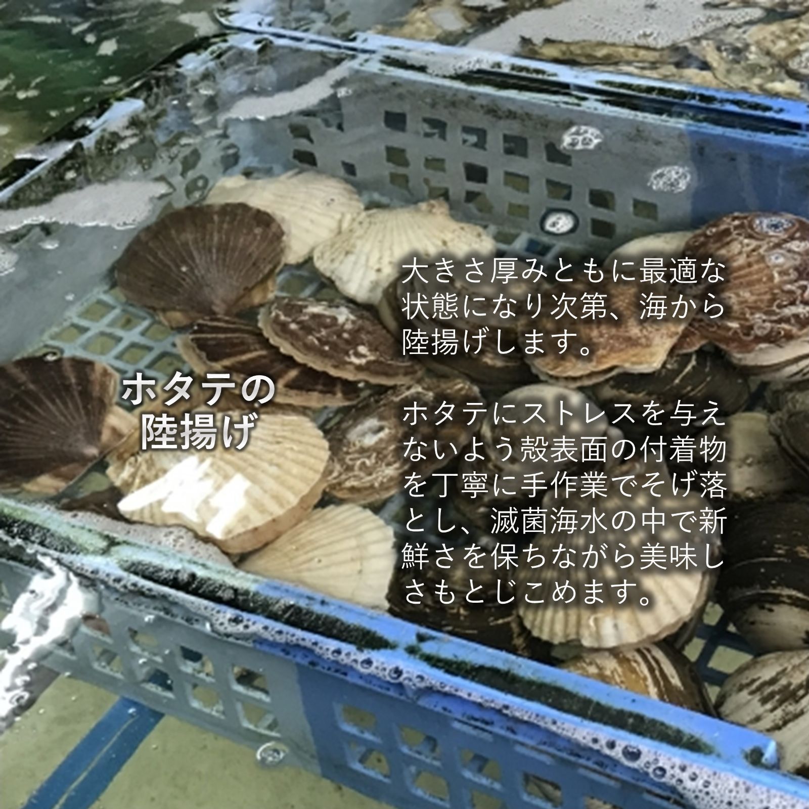 三陸産 ホタテ＆牡蠣セット 殻付きホタテ5枚 殻付き牡蠣1kg 三陸の肉厚ホタテと身入りの良い牡蠣 BBQにも最適！冷凍で旨味を閉じ込め日持ちも抜群！