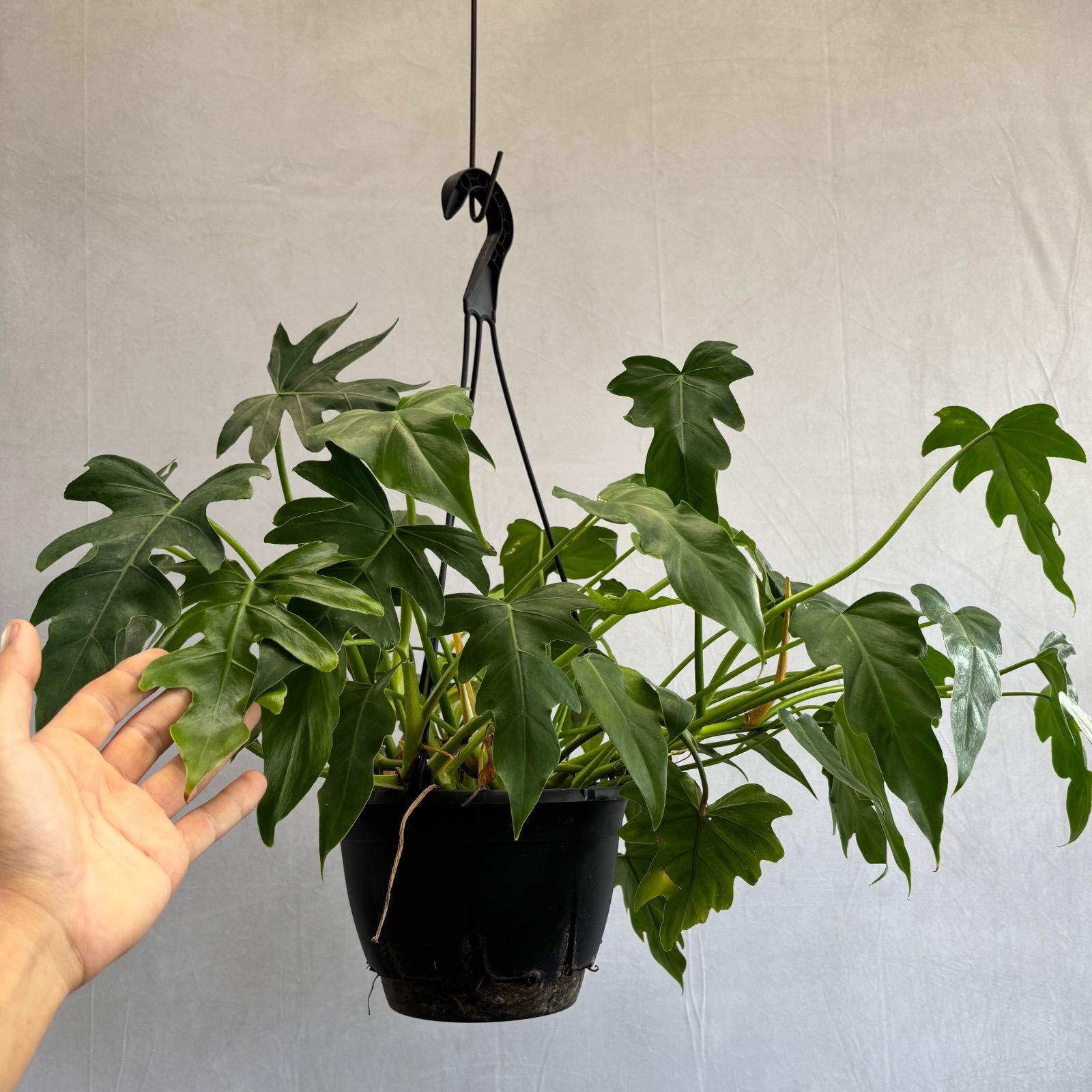 フィロデンドロン ペダツム