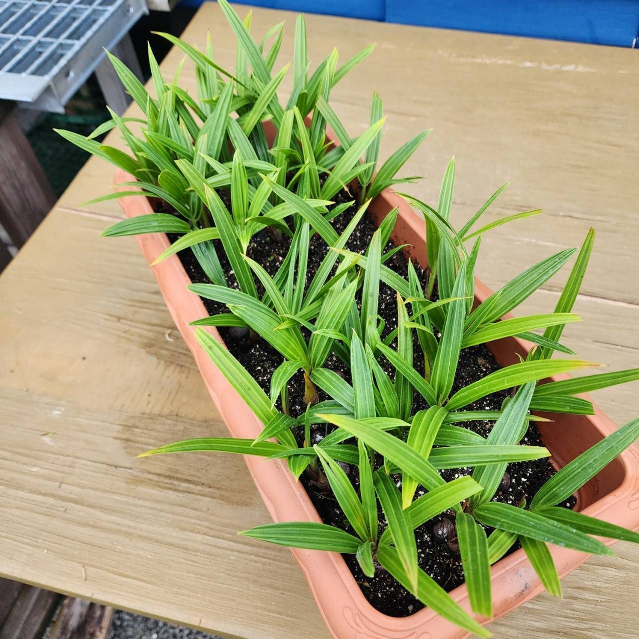Dypsis decaryi