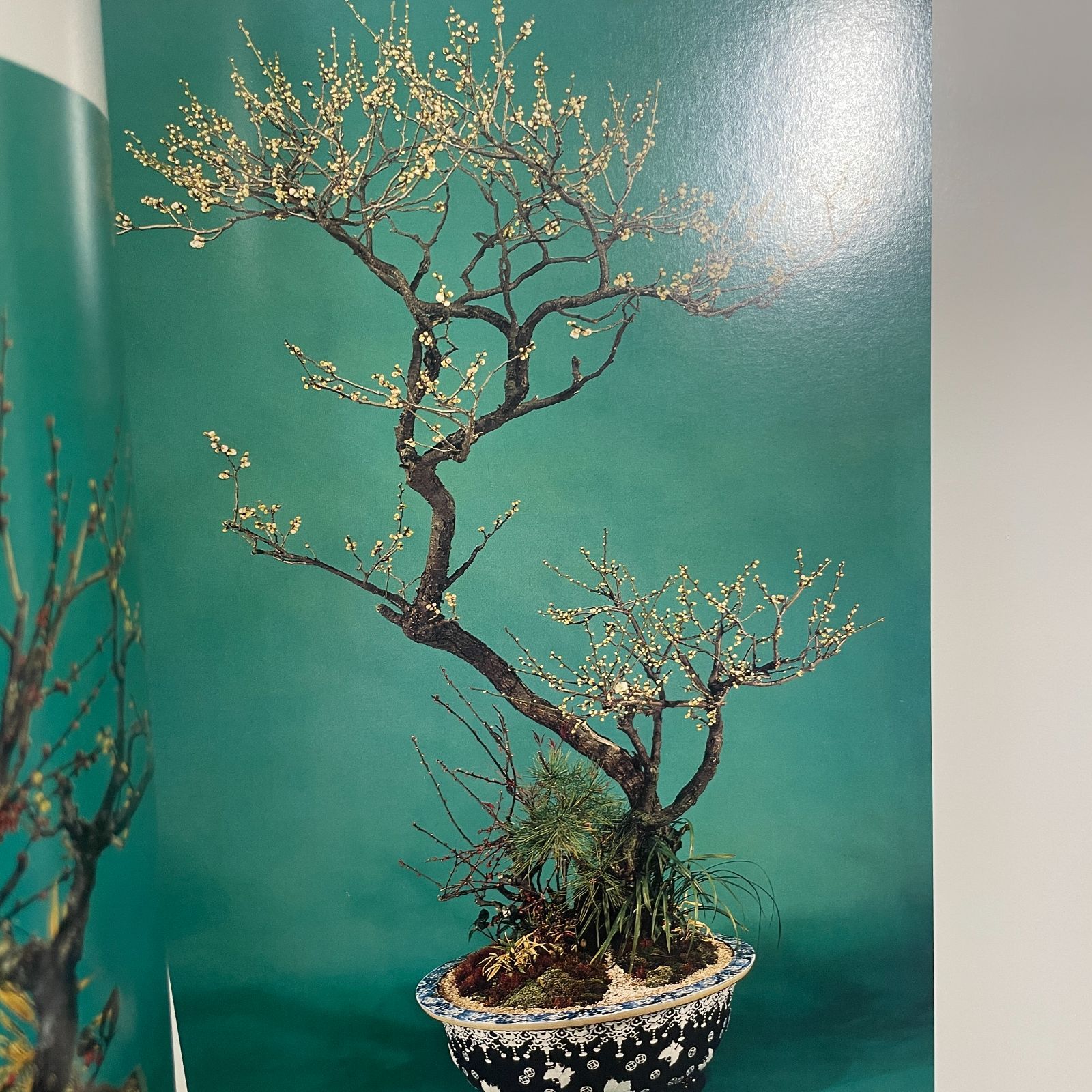 本　盆栽　鉢　水盤　皇居 大型商品》皇居の盆栽 THE IMPERIAL BONSAI OF JAPAN - メルカリ