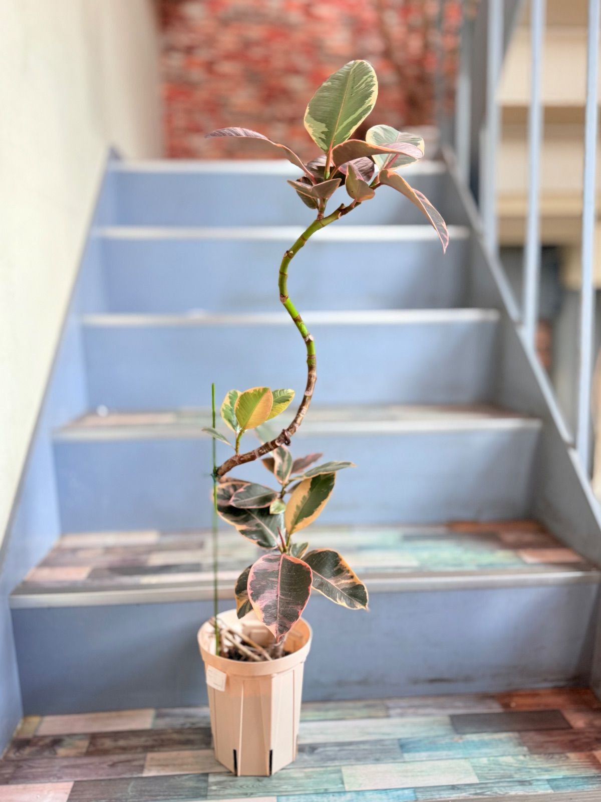 フィカス 観葉植物 ねじれた幹 フィカス 観葉植物 ねじれた幹 観葉植物 ねじれた幹 約1.5メートル