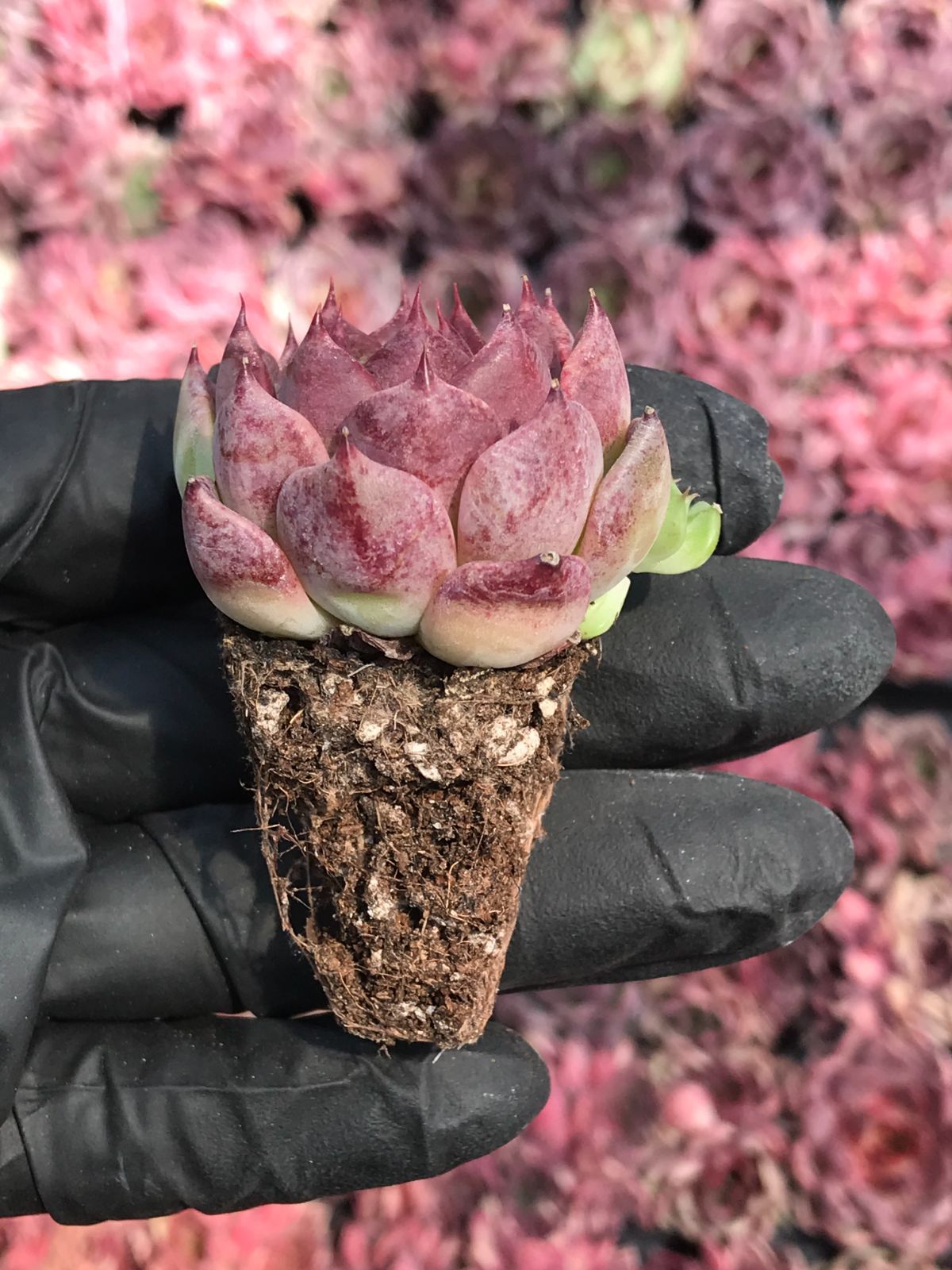 105株 G83-1 多肉植物 エケベリア 真夜サボテン 観葉植物 花 園芸 レア種  土と根付き(サボテン)｜売買されたオークション情報、yahooの商品情報をアーカイブ公開 - オークファン - 花、園芸（maxwald.net）