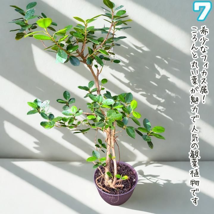 ✨パンダガジュマル No.7【盆栽仕立て】✨ ✨パンダガジュマル No.7【盆栽仕立て】✨