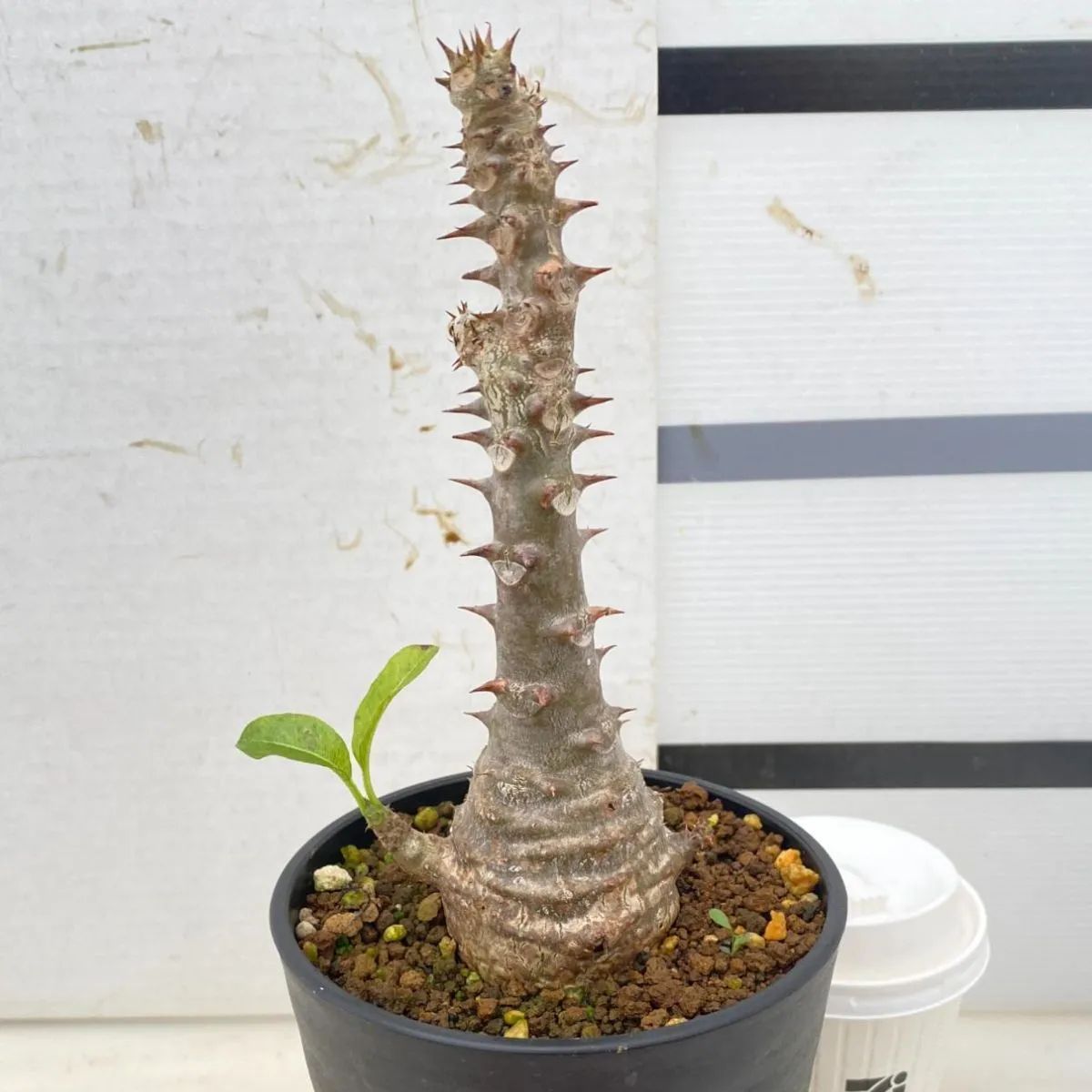 4095 「実生」パキポディウム ウィンゾリ 植え【種から発芽・発根・Pachypodium windsorii・安定開始】 - メルカリ