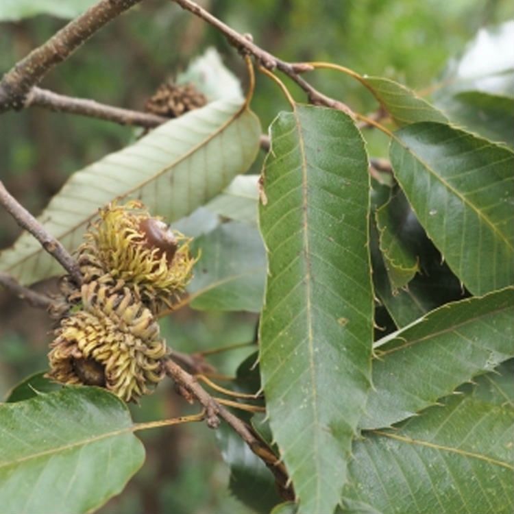 苗/苗木 【15本セット】 クヌギ 樹高0.5m前後 10.5cmポット くぬぎ 椚 櫟 苗木 苗 植木 庭木 生け垣 ka 15本 15 - メルカリ