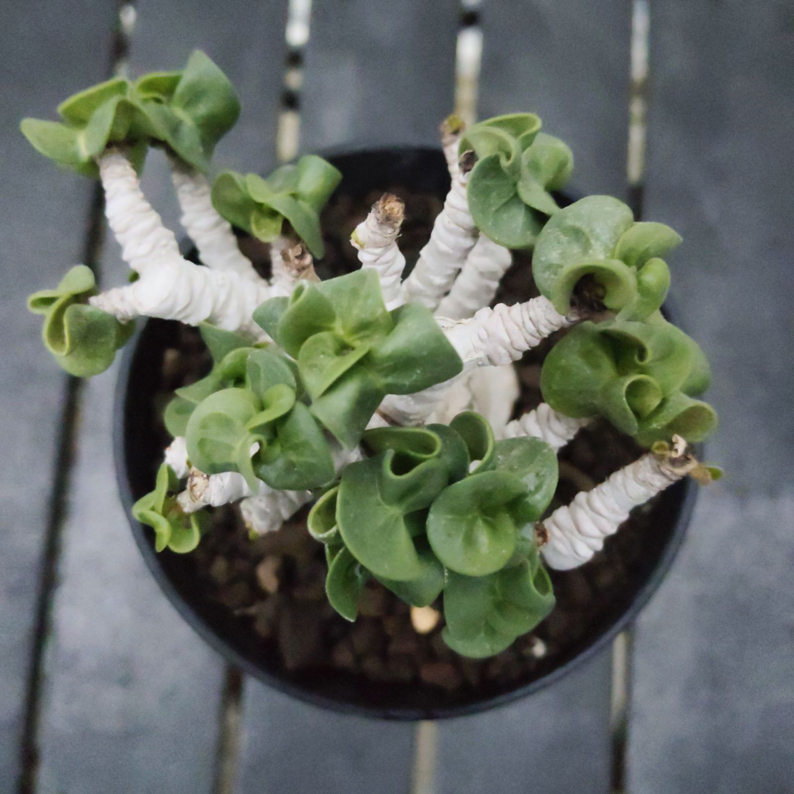 ドーセットホーン アデニウム 獅子葉 葉巻 巻葉 塊根植物 コーデックス