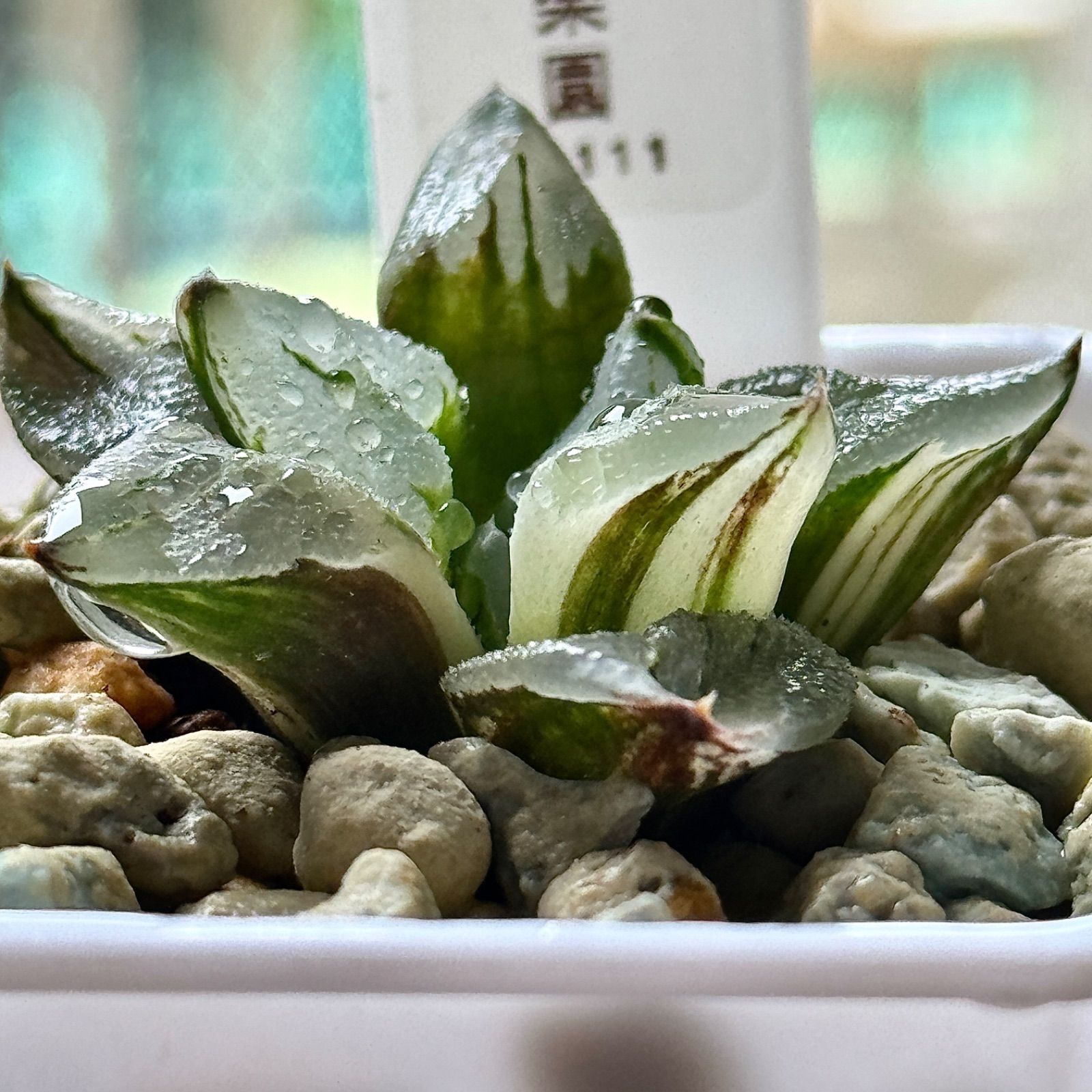 ハオルチア アトロフスカ錦 極上斑 多肉植物ハオルチアアトロ