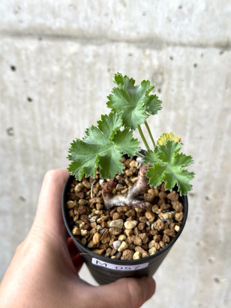 ユーフォルビア プリムリフォリア 現地球 1