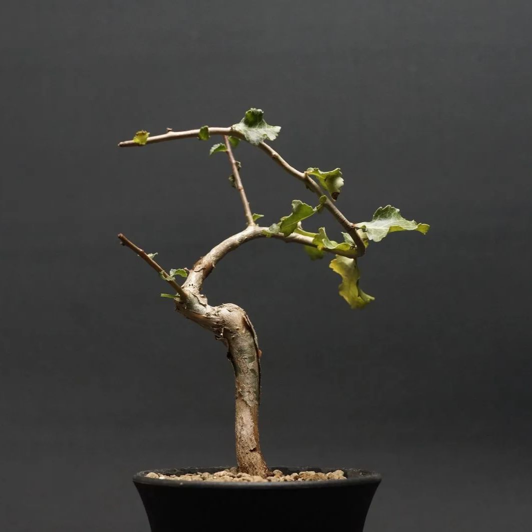 Commiphora wightii