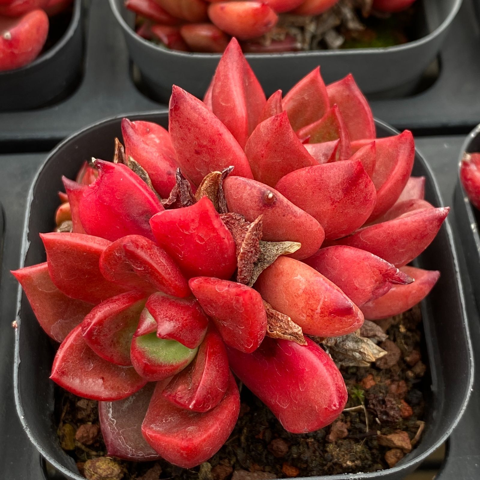 LB1335×50 シャプトクン 抜き苗 多肉植物 アエオニウム エケベリア 韓国苗 WWW_GEBZETESISAT_COM_TR