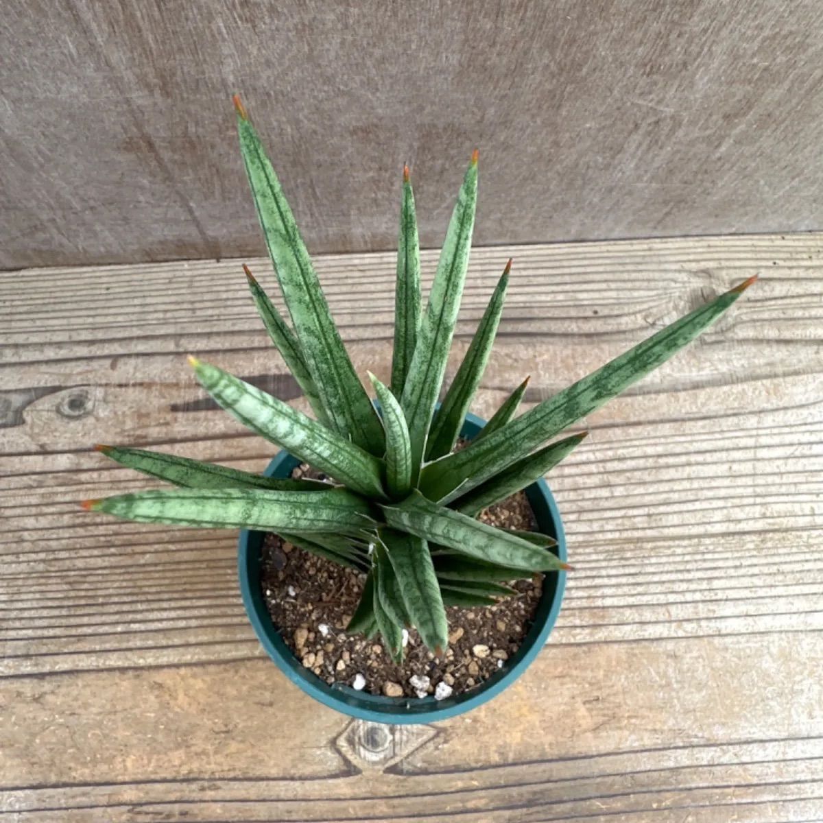 サンプル】サンセベリア フランシシー Sansevieria francisii サンスベリア フランシー 観葉植物 観葉 植物 珍奇植物 珍奇  珍しい レア 希少 空気清浄 風水 マイナスイオン インテリア プレゼント グリーン おしゃれ 父の日 - メルカリ