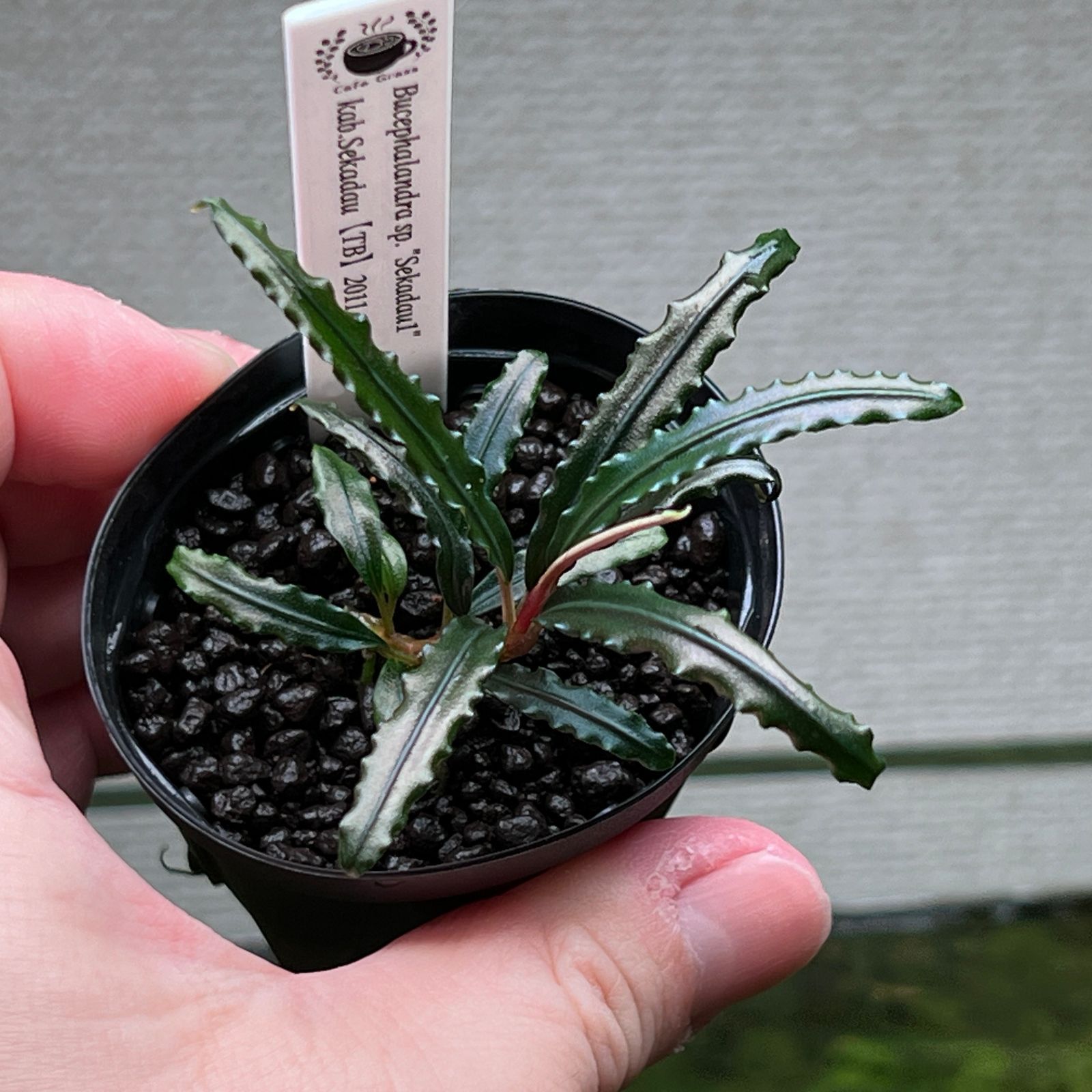 現地消滅種❣️】ブセファランドラ sekadau 3【TB】斑入り 【公式通販】