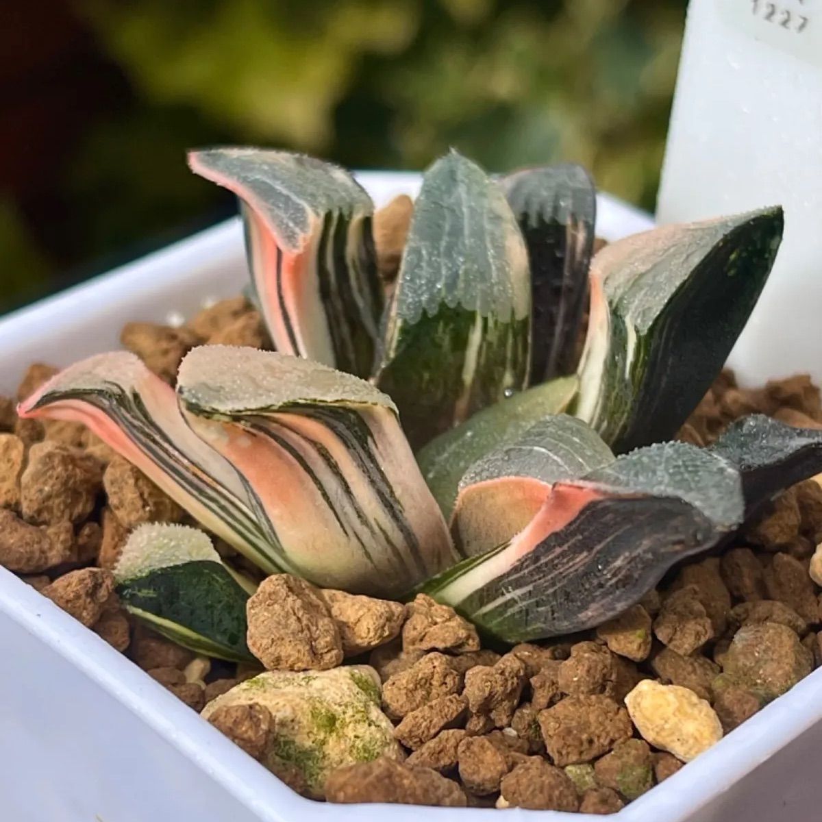 Yahoo!オークション - 多肉植物 ハオルチア オブツーサ錦 花水晶糊斑