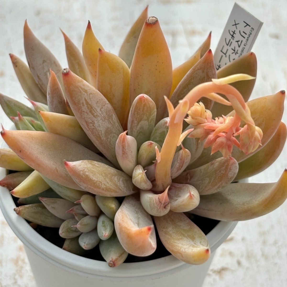 希少 優木園さん苗 ザラゴーサSPノバ 札付き 多肉植物 原種 多肉植物