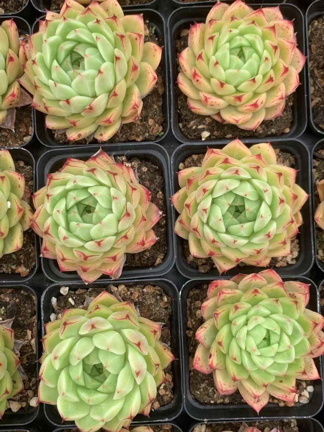 新発売 QS67 ピンクロータス 105苗セット 土と根付き 多肉植物