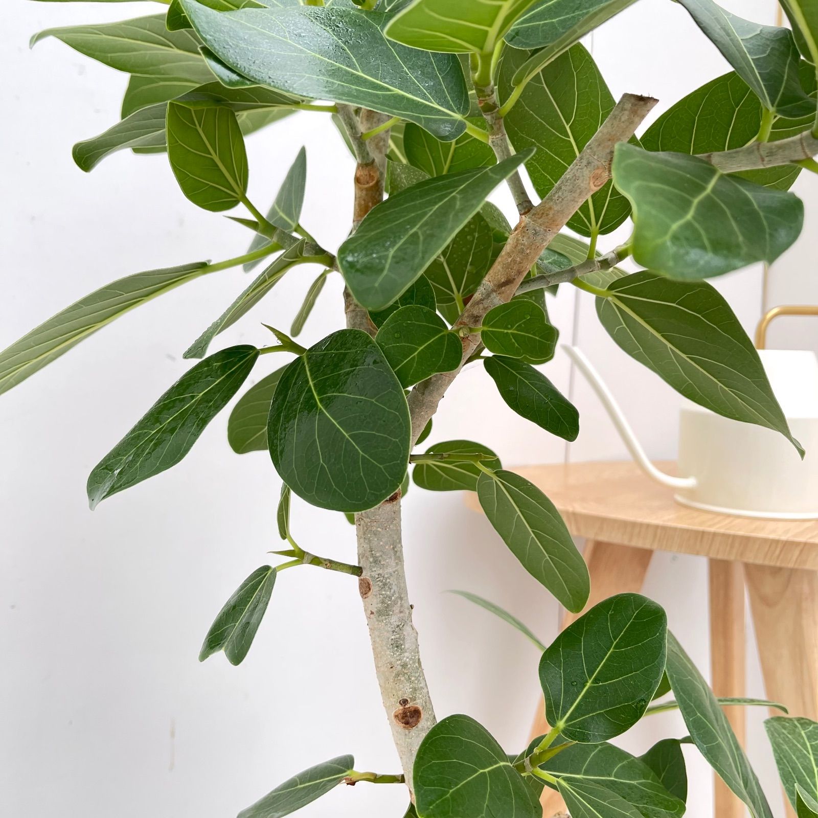 フィカス ベンガレンシス 曲がり 6 現品 観葉植物 大型 室内 YUZUMIYA_COM