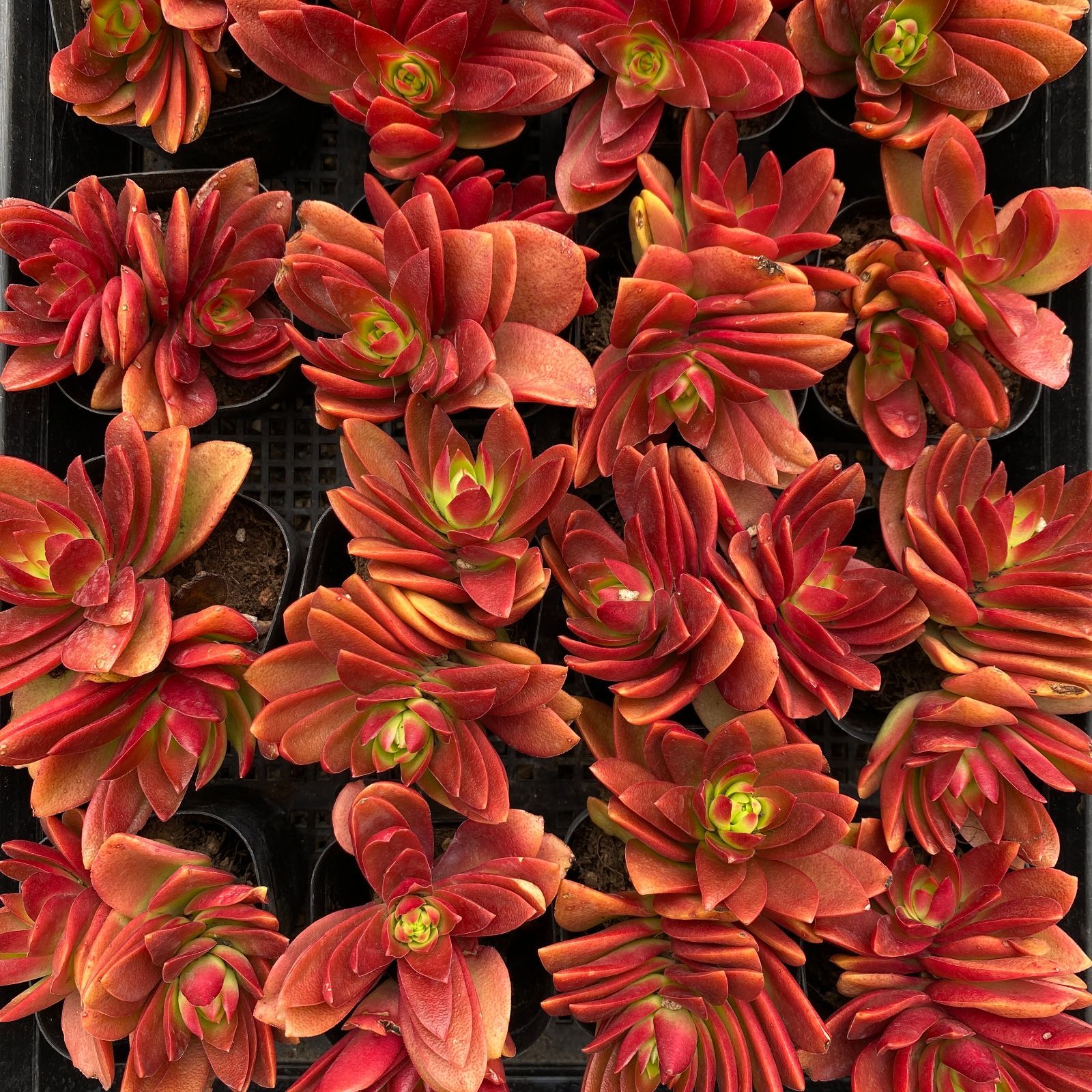 抜き苗 ローズクラッスラ ZM1576×40株 ふっくら 多肉植物 エケベリア