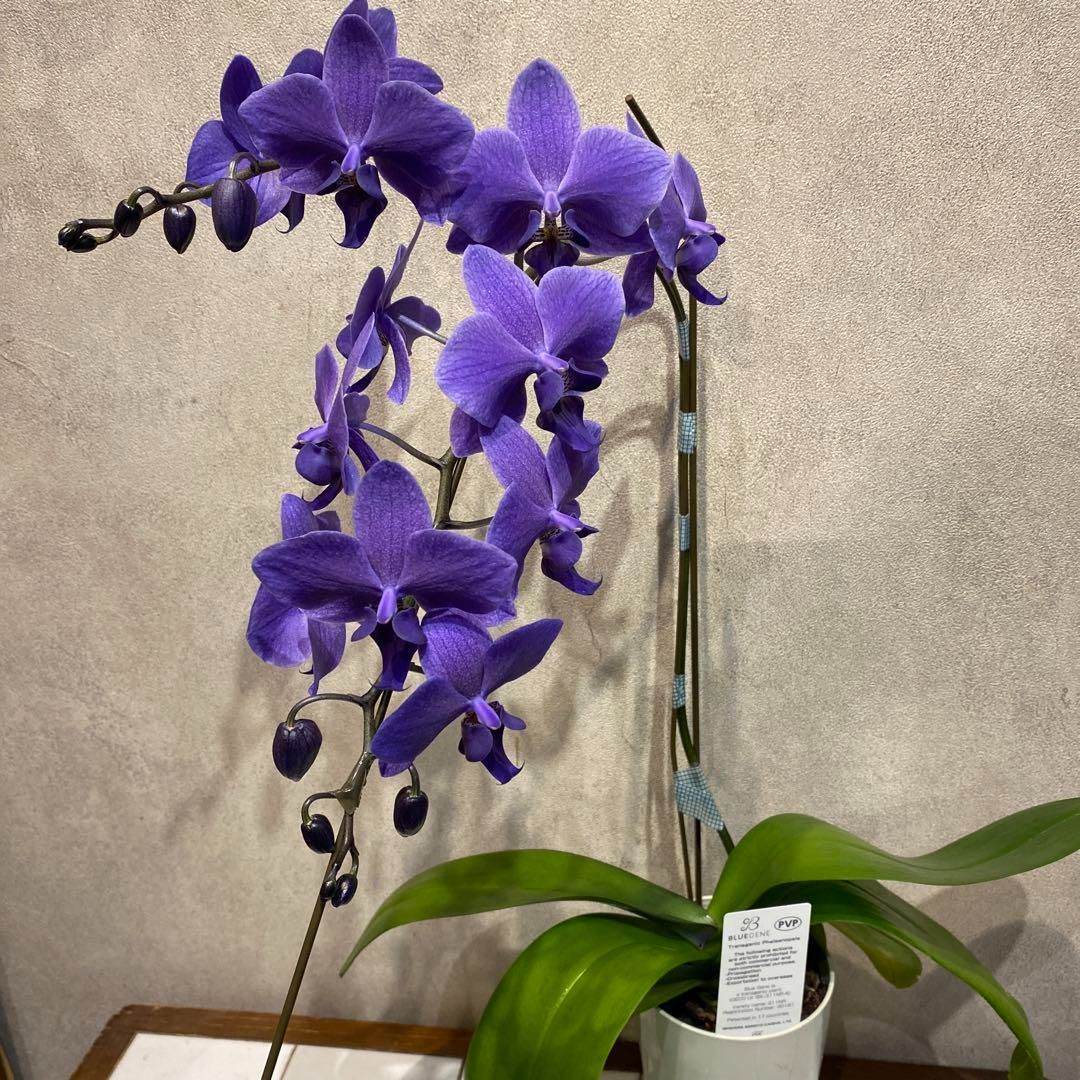 注文 数限定❗️現品 超希少❗️胡蝶蘭❤️ブルージーン 1本立 本日