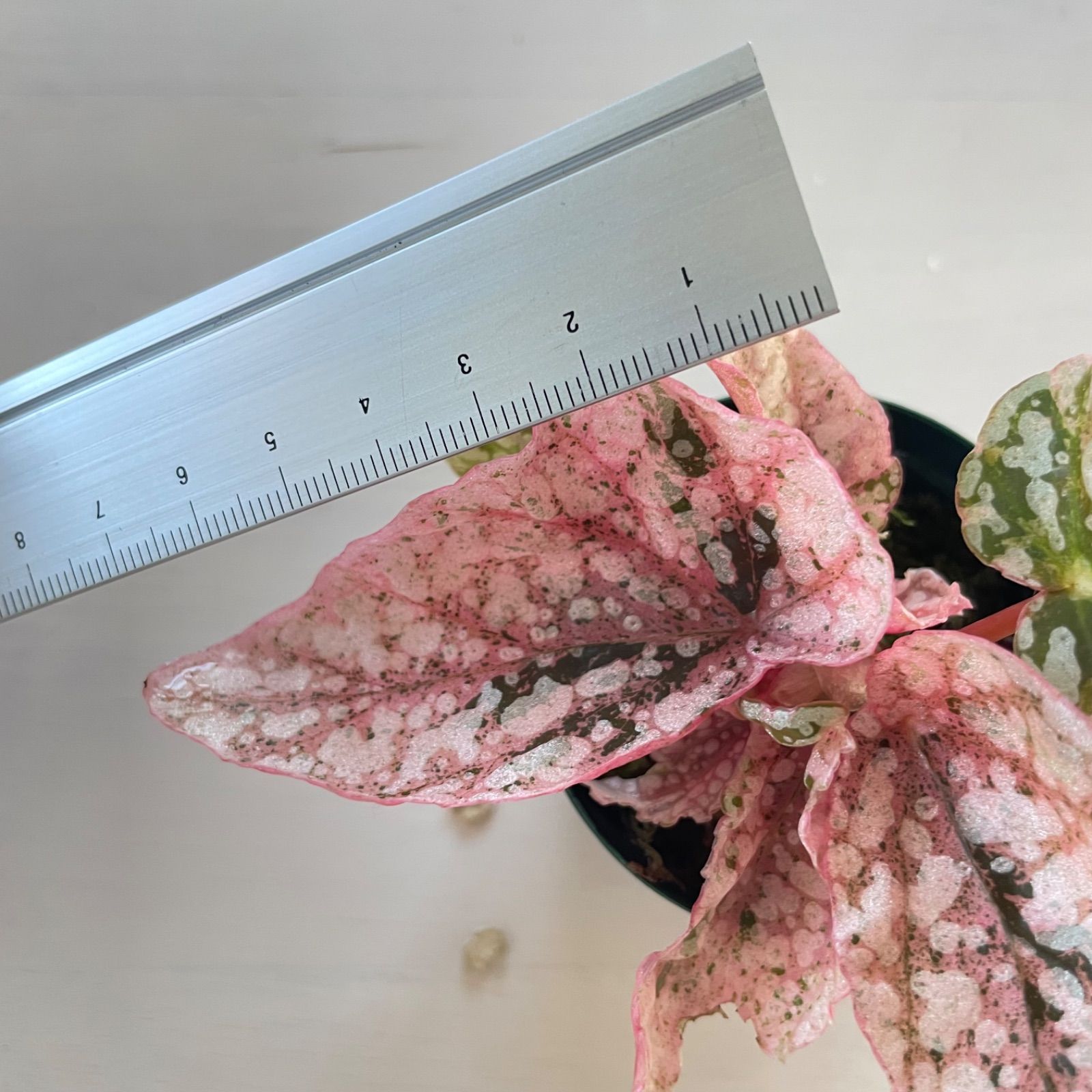 ベゴニア・スノーキャップド（Begonia ‘ Capped’） 2 Begonia Snow Capped pink ベゴニア スノーキャップド