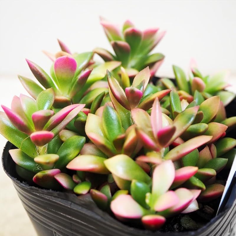 ＩＴＡＮＳＥ 多肉植物 桜吹雪 2.5～3号 8個売り 品種で選べる多肉植物 学名 Anacampseros rufescens ベンケイソウ科アナカンプセロス属 原産地 南アフリカ 珍しい紅葉系の斑が入る品種