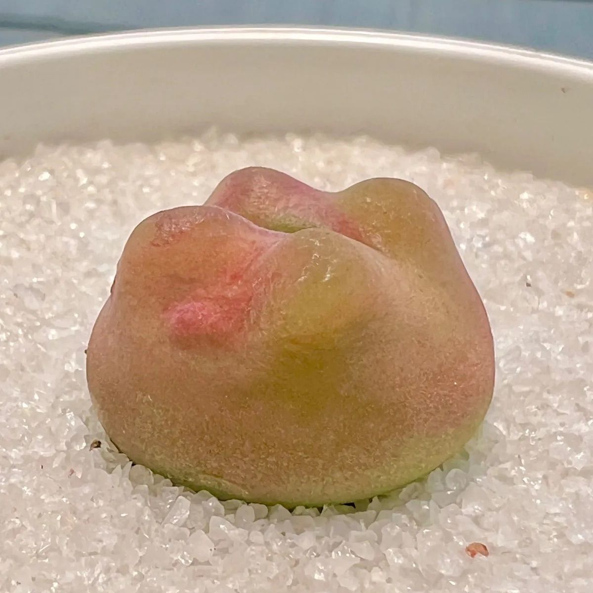 希少コノフィツム 怪獣マウガニー 1.7+cm 水蜜桃 蟠桃 抜き苗