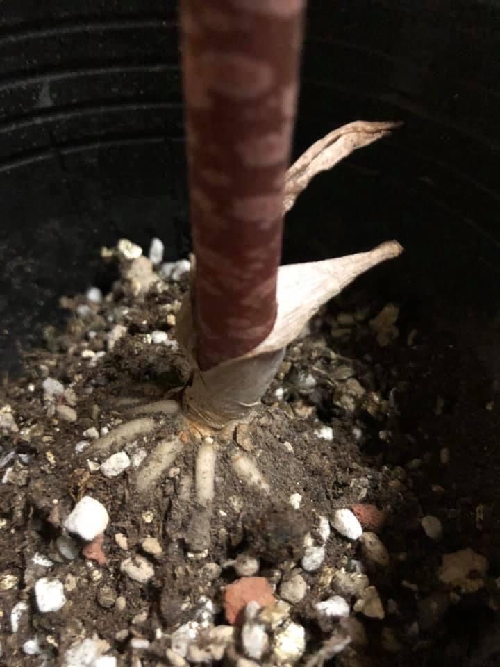 発芽Amorphophallus atroviridis アモルフォファルス アトロビリディス塊根植物 商品選べない アモルフォファルス  アトロビリディス/Amorphophallus.At mサイズ - メルカリ