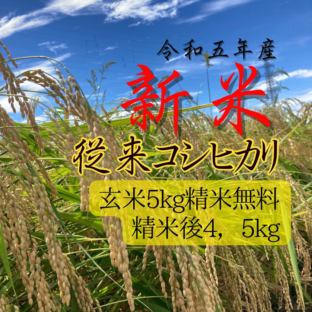 新米 令和五年 新潟県 従来 コシヒカリ 玄米 5kg - 米