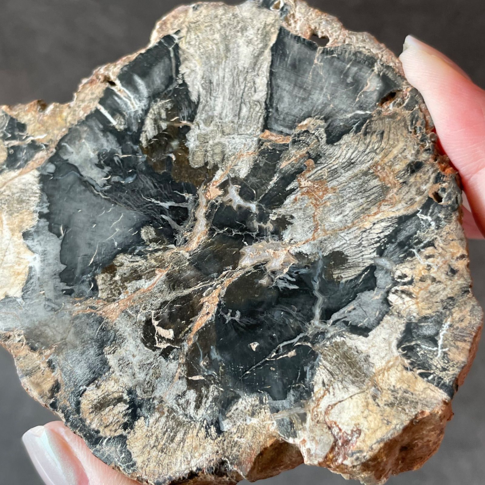 ペトリファイドウッド 珪化木|slab スラブ|天然石