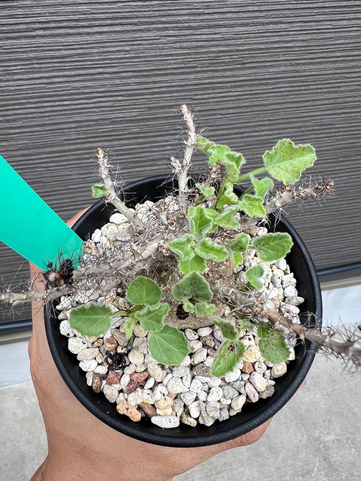 ヤトロファ マルギナータ Jatropha marginata 国内実生苗