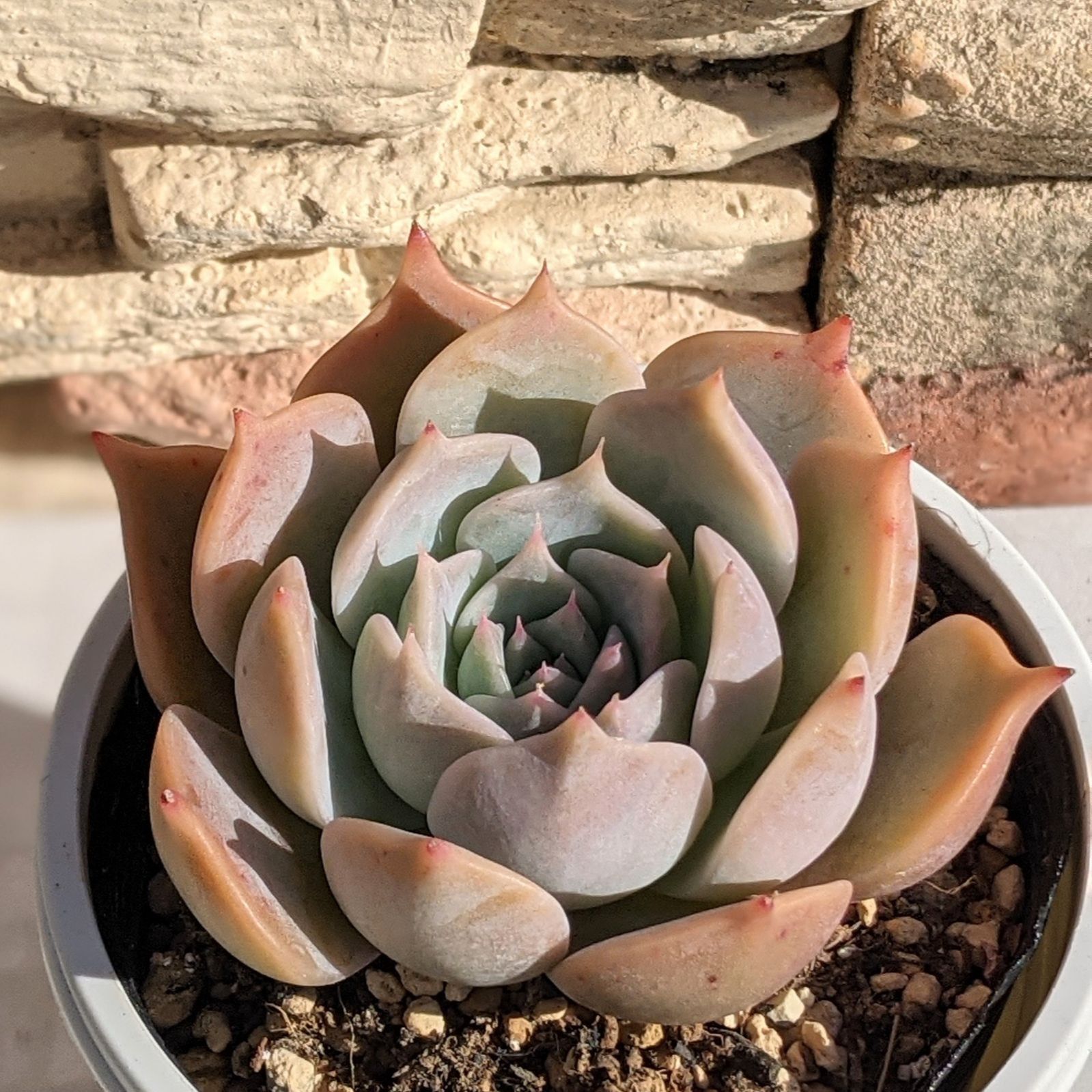 多肉植物エケベリア チェリークイーン 抜き苗 【公式通販】