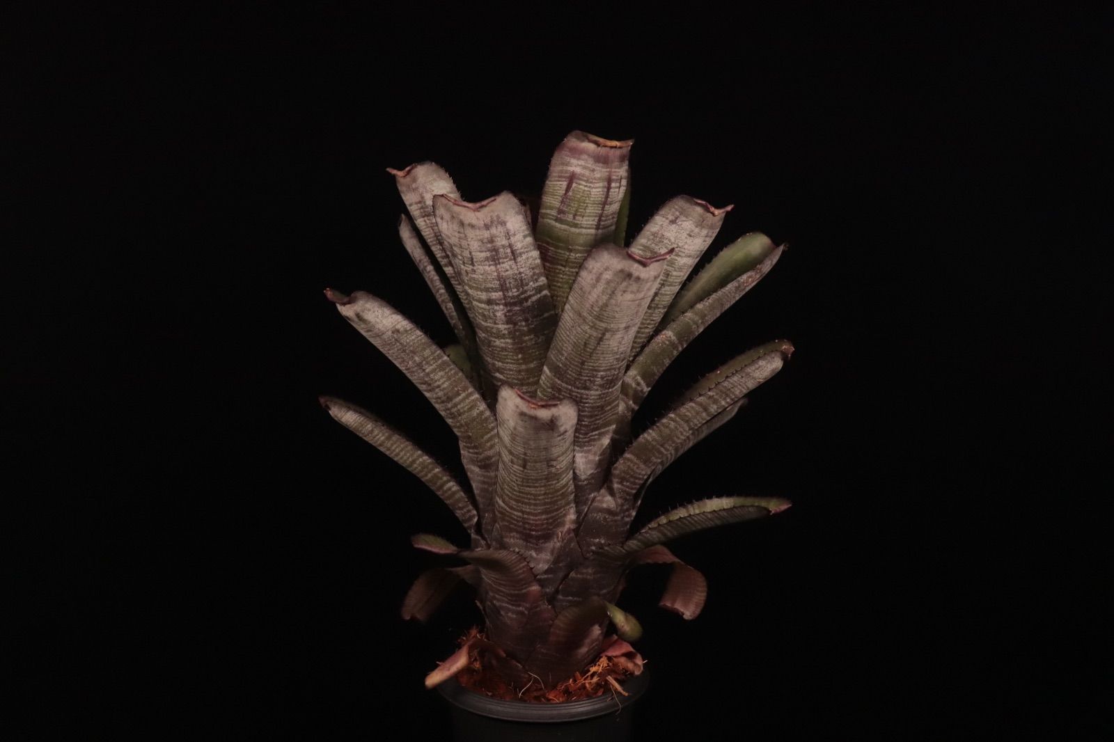 Aechmea nudicaulis Hybrid〔エクメア〕現品発送A178 送料無料】Aechmea nudicaulis Hybrid〔エクメア〕現品発送A178