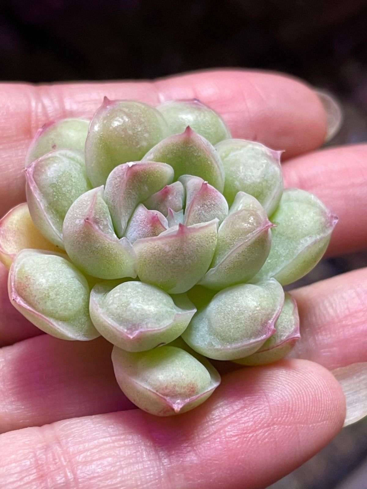 多肉植物 アルビドロップ♡ - メルカリ
