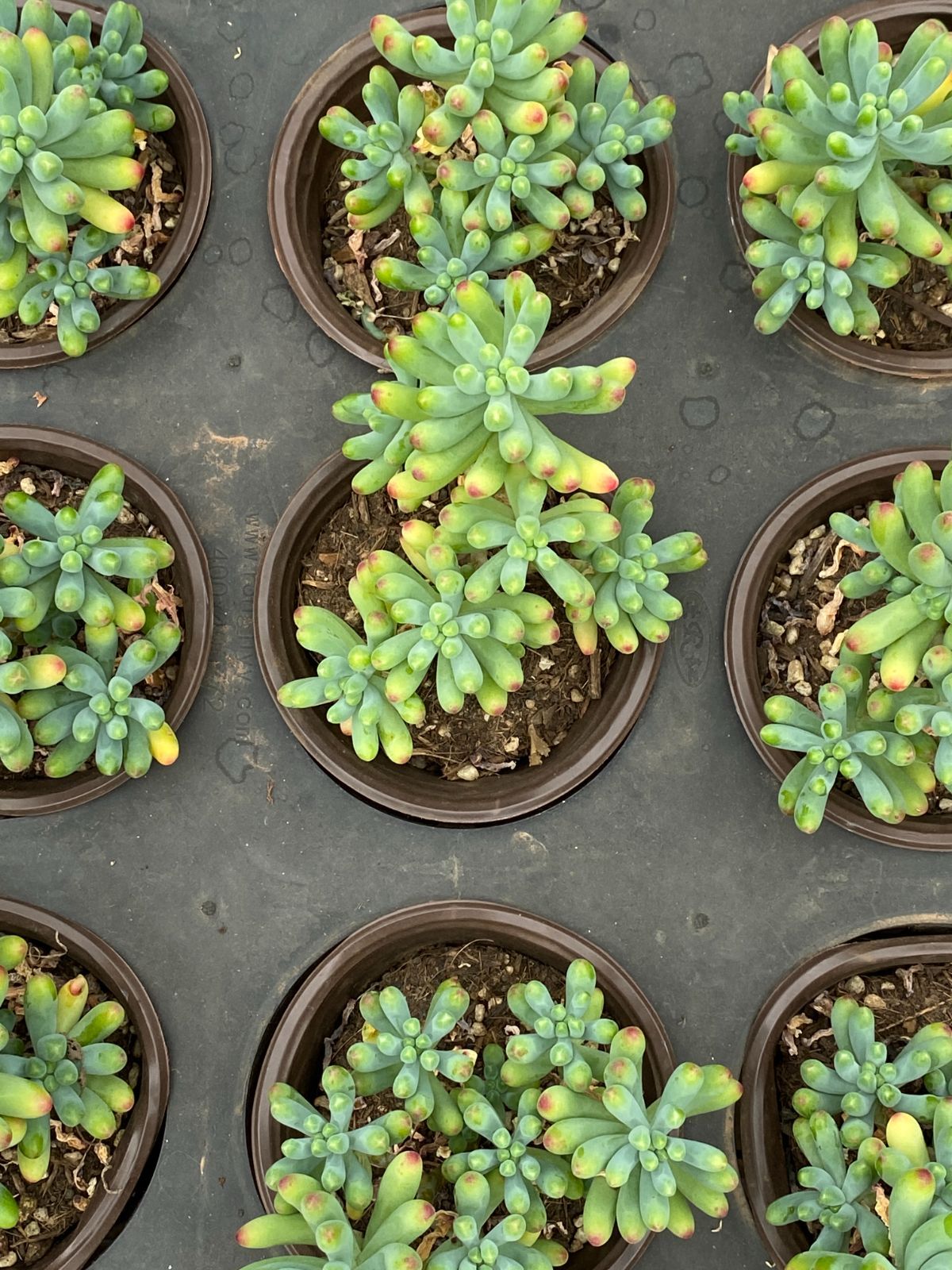 抜き苗 心の月錦 MY270×18株 ふっくら 多肉植物 エケベリア サボテン 韓国