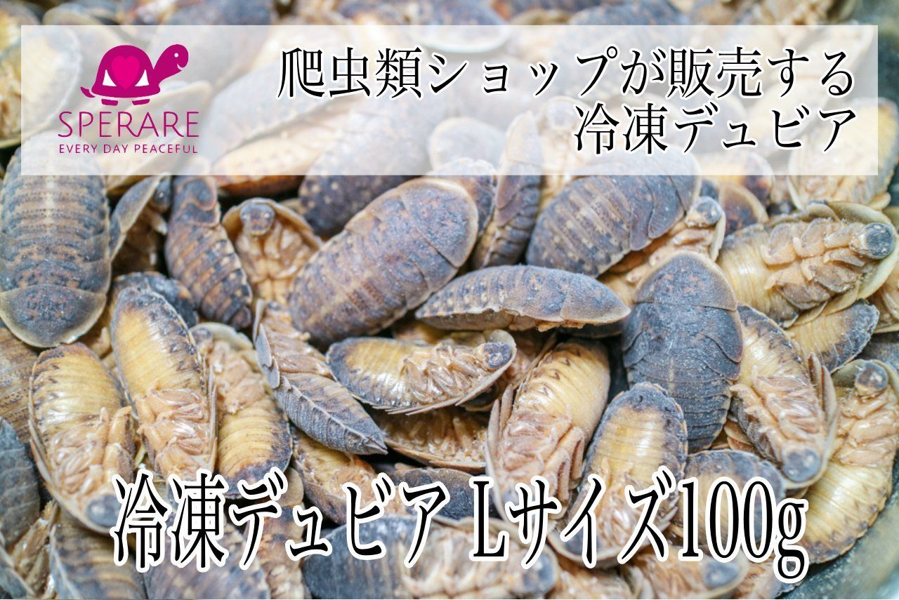 冷凍デュビア Lサイズ 100g （70匹前後）