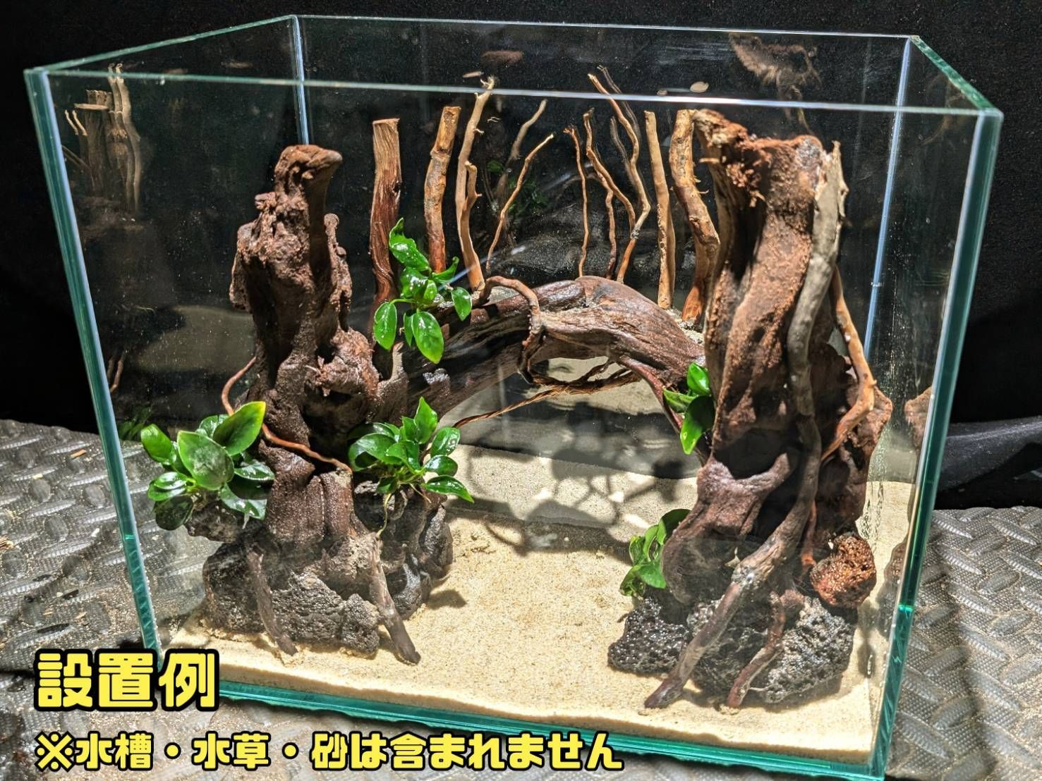 美株】ブセファランドラsp クダガン流木活着群生株｜Yahoo