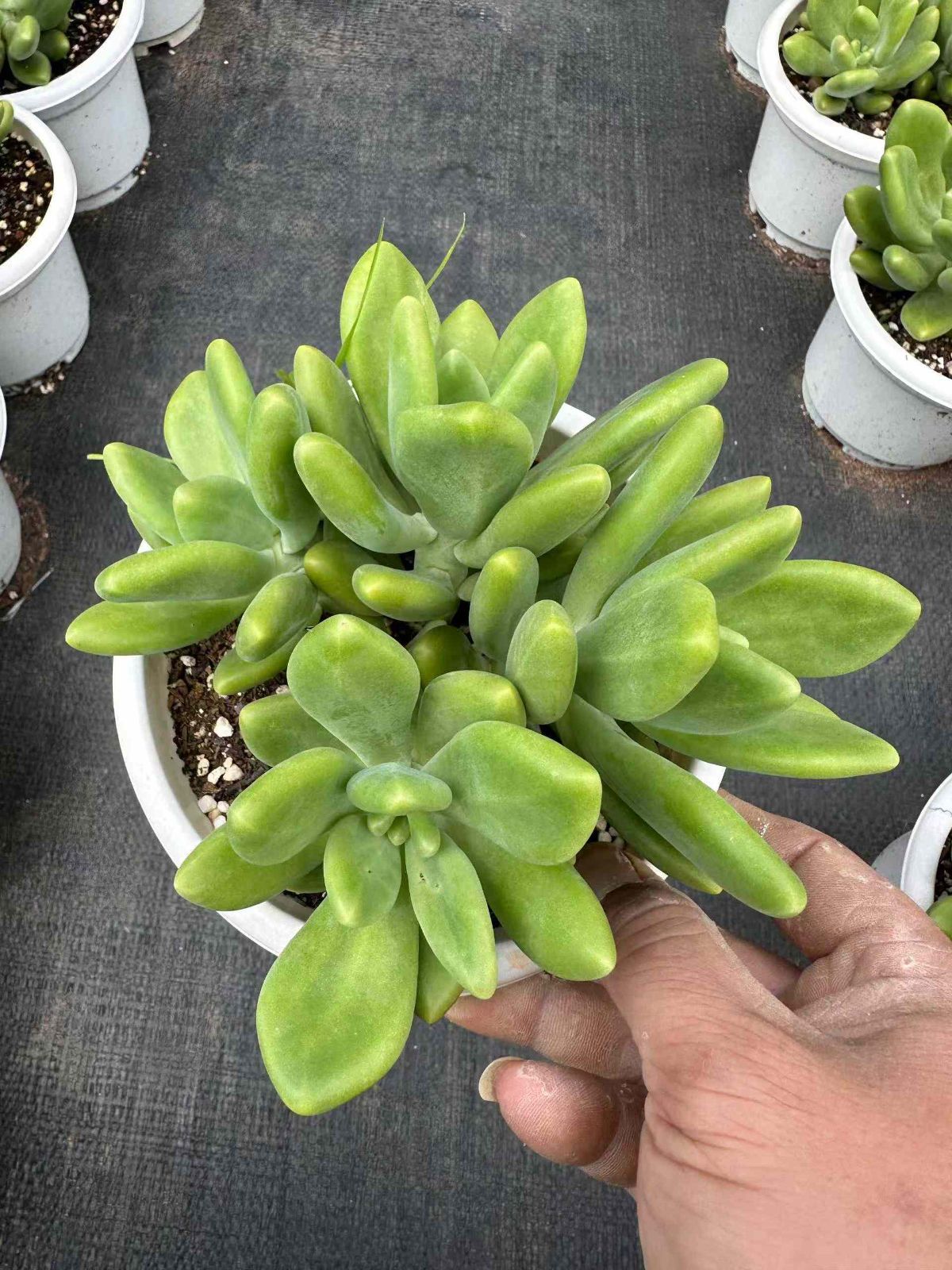 ZAN2×12 キンセン 抜き苗 多肉植物 アエオニウム エケベリア 韓国苗