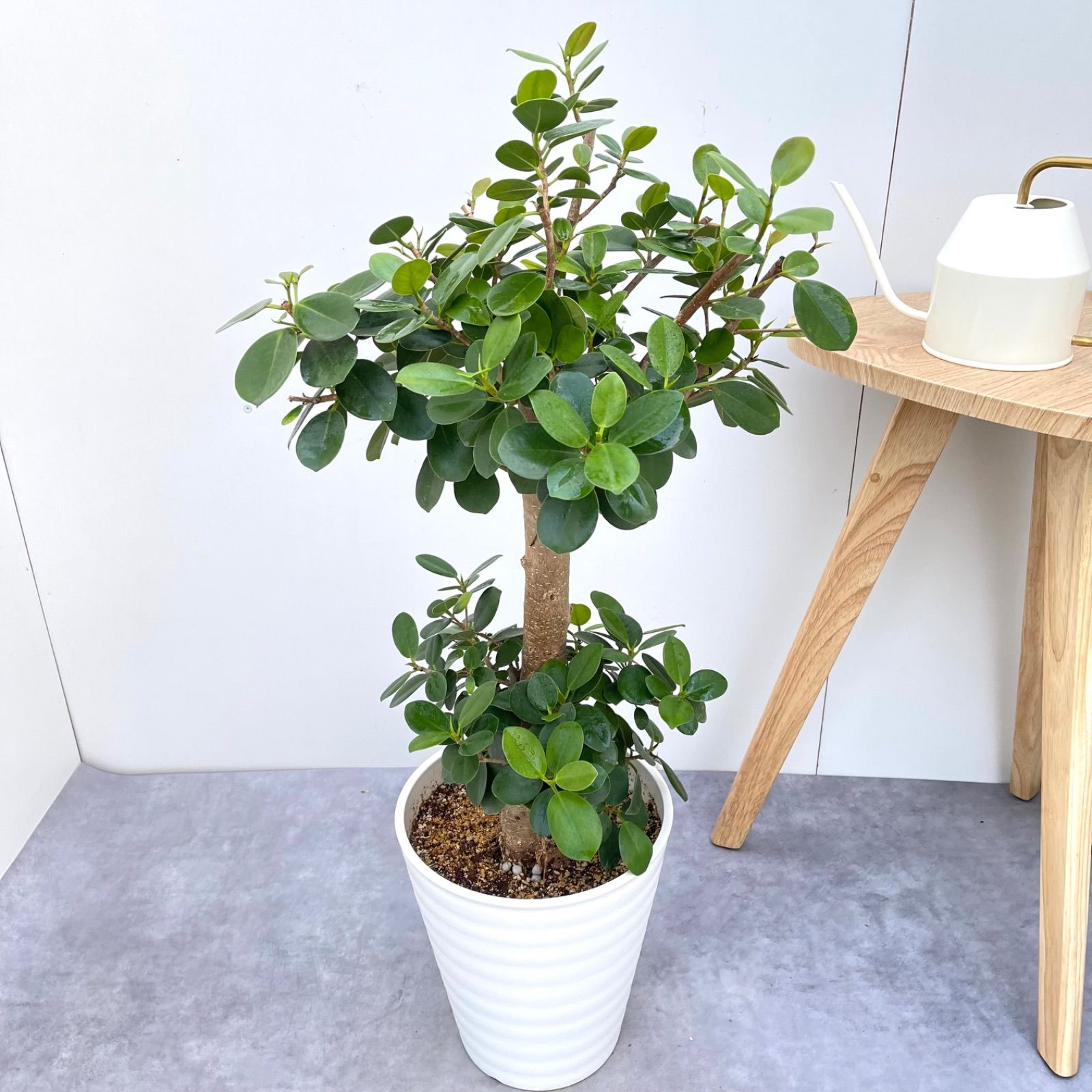 光触媒 光の楽園 ナチュラルウンベラータ1.9（組立式）【インテリア