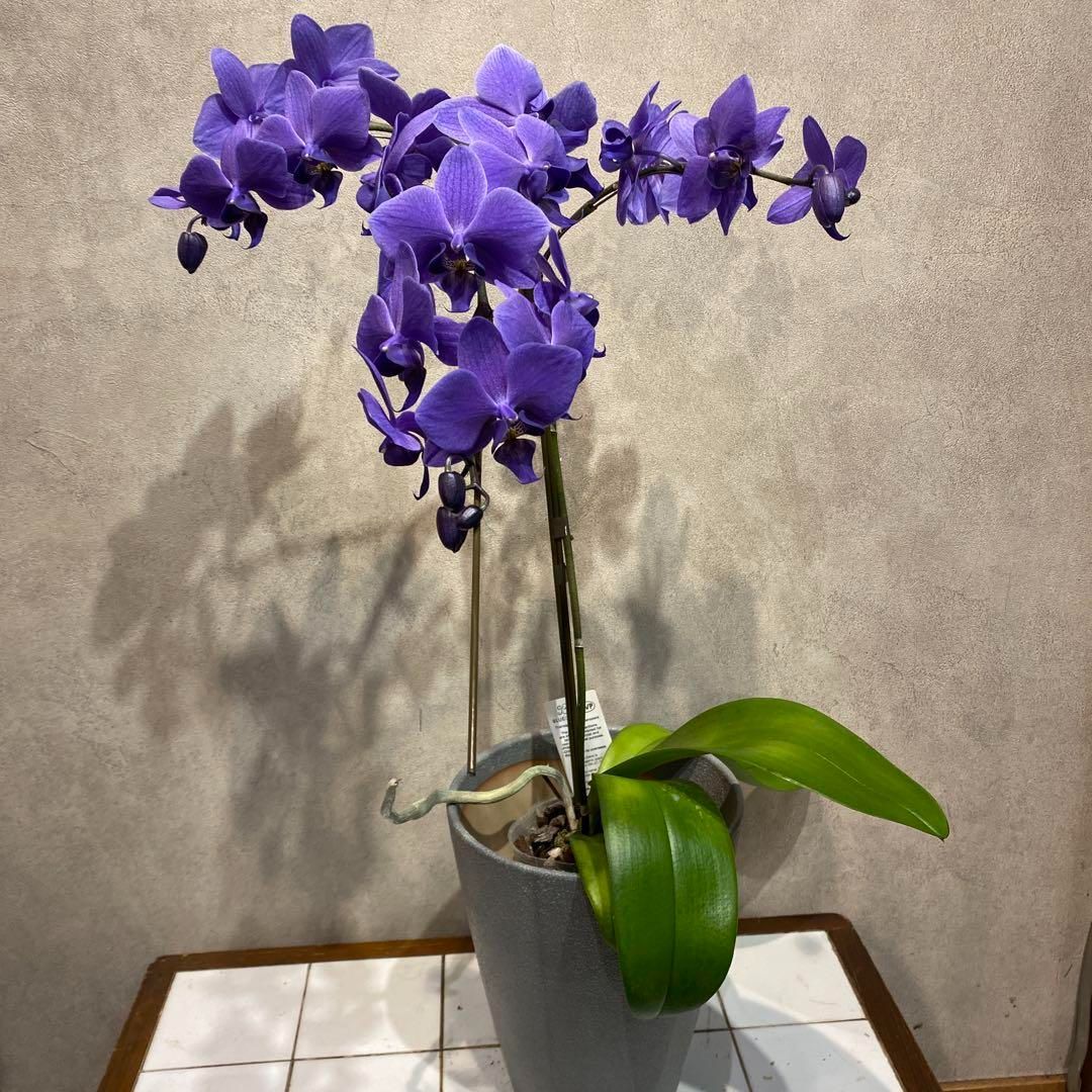 枝ぶり良いです❗️超希少❗️胡蝶蘭❤️ブルージーン 1本立 希少】