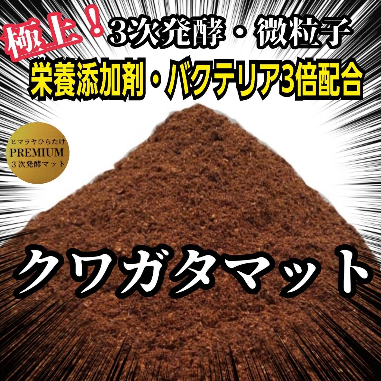 ニジイロクワガタ ノコギリ