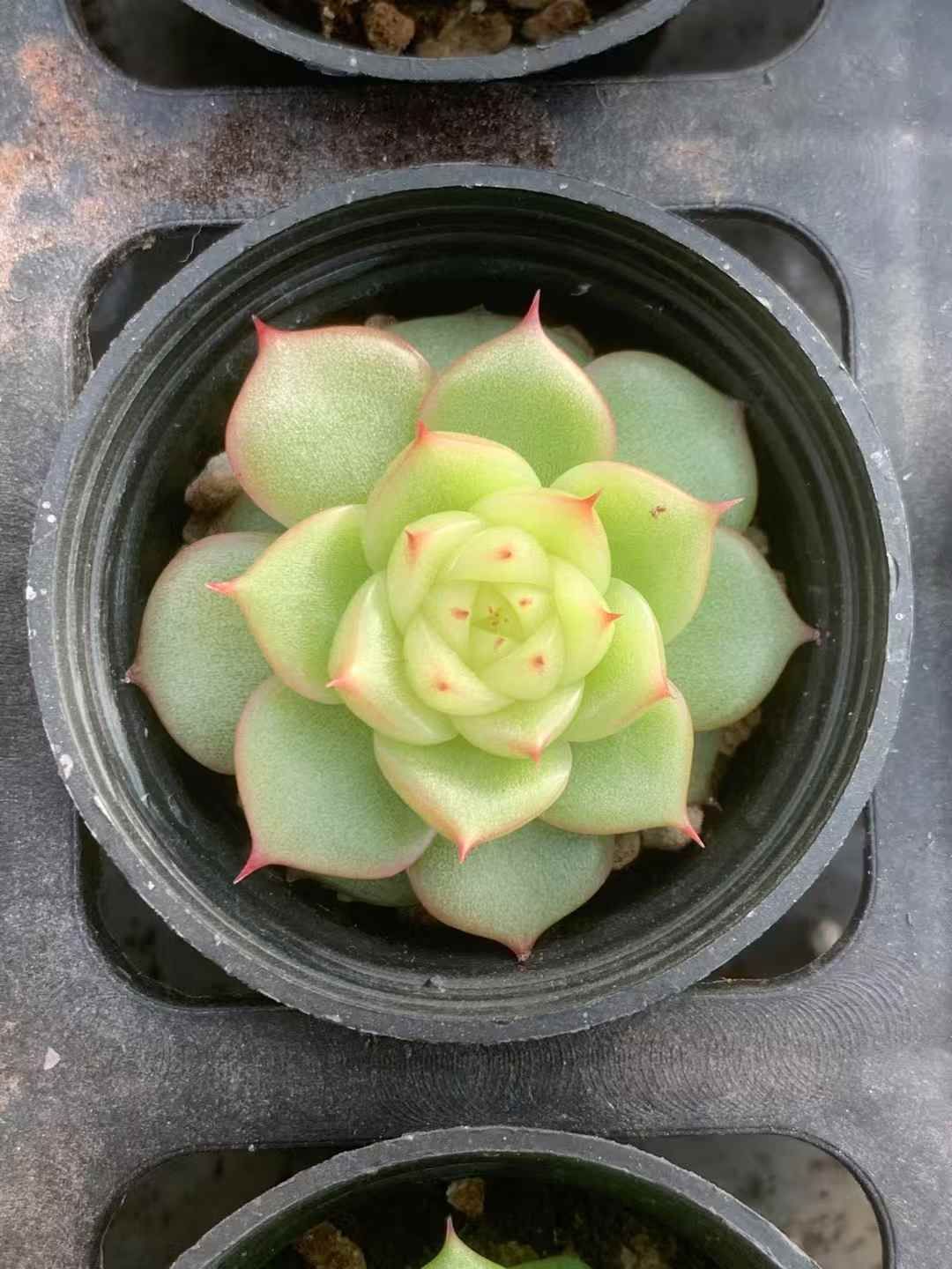 2025年最新】多肉植物 セット エケベリアの人気アイテム - メルカリ 新