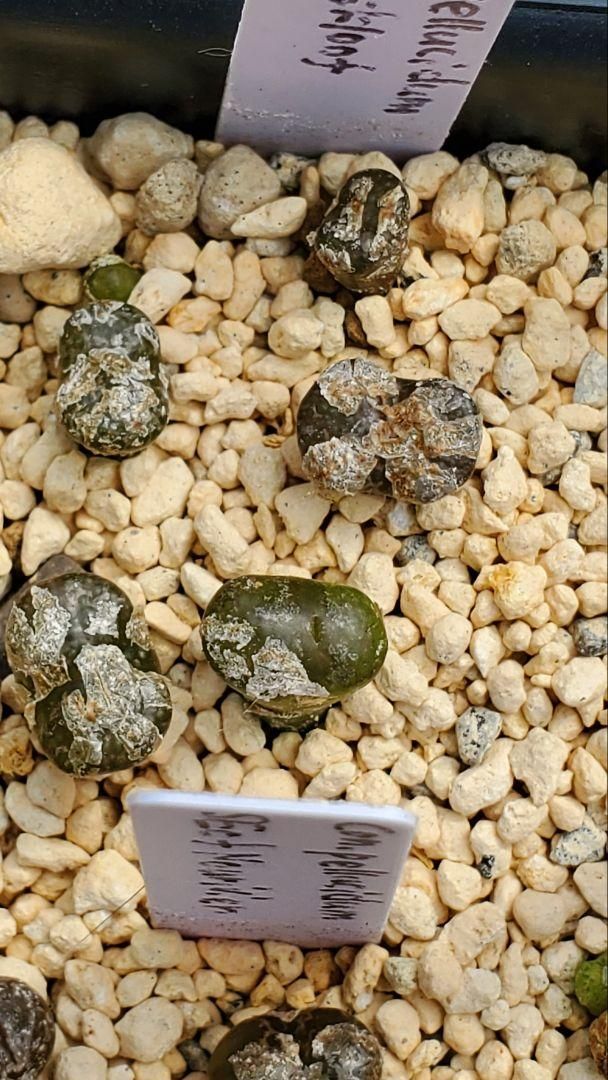 10粒ずつセット