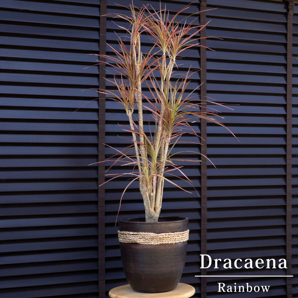 ドラセナ コルジリネ ドライガーデン