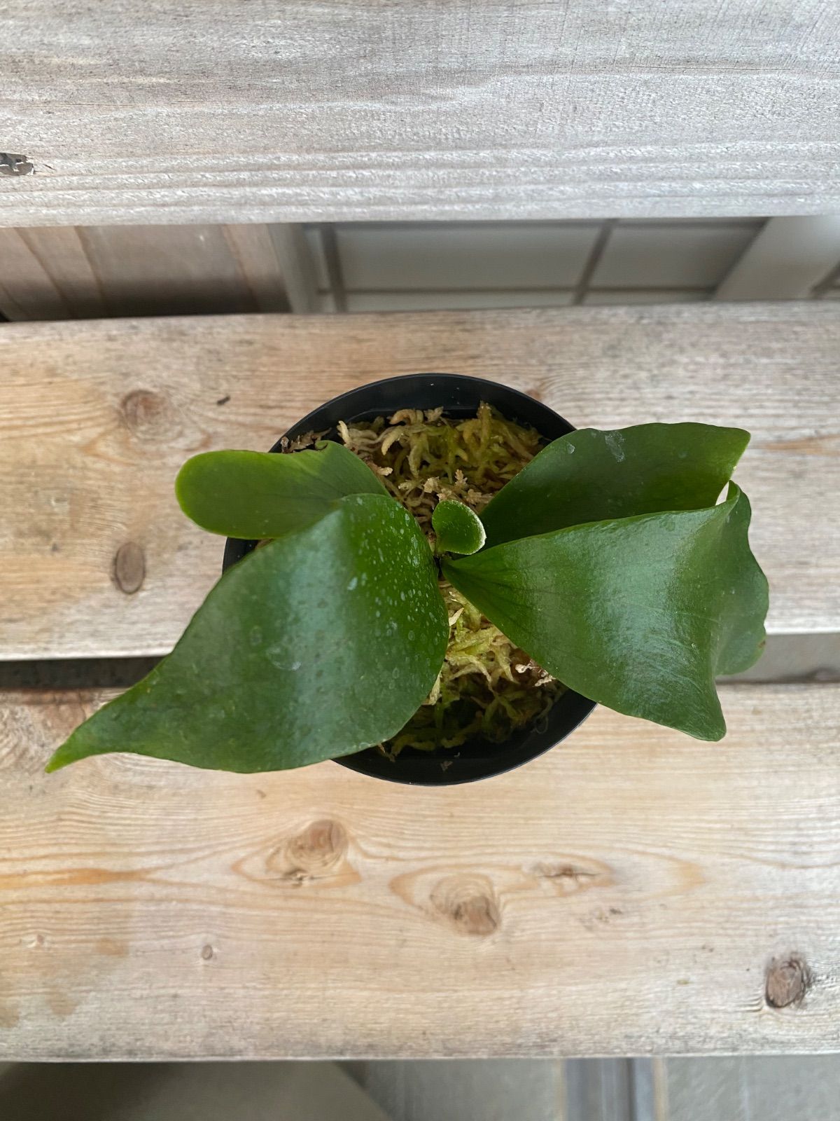 P. Flamenco（hillii x coronarium）TC ビカクシダ