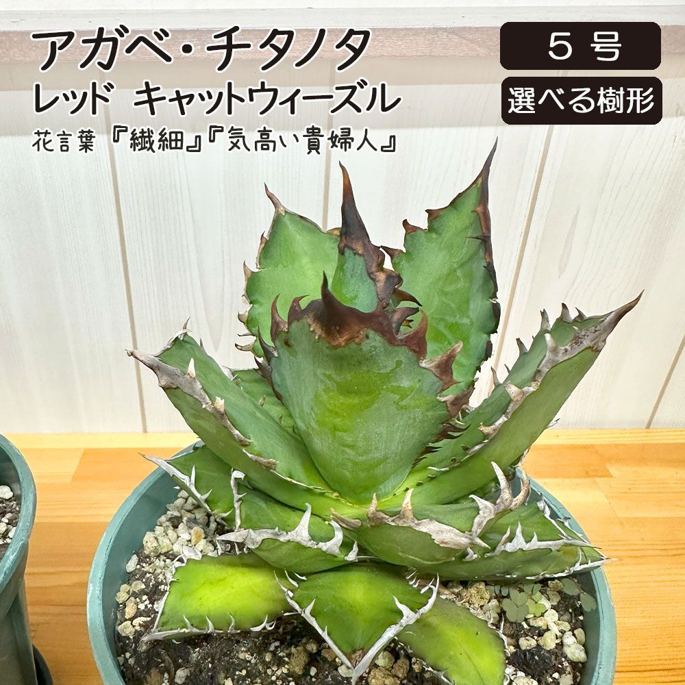 観葉植観葉植物 アガベ チタノタ レッド キャットウィーズル 5号 【現品】 選べる樹形 緑プラスチック鉢 多肉植物 おしゃれ 人気 開店祝 誕生日 お祝い 新築祝い 開業祝 インテリア 送料無料