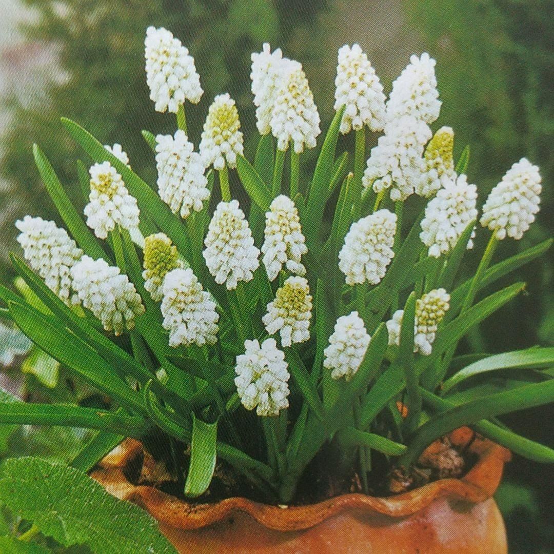 ムスカリ球根 ホワイトマジック10球根 - メルカリ