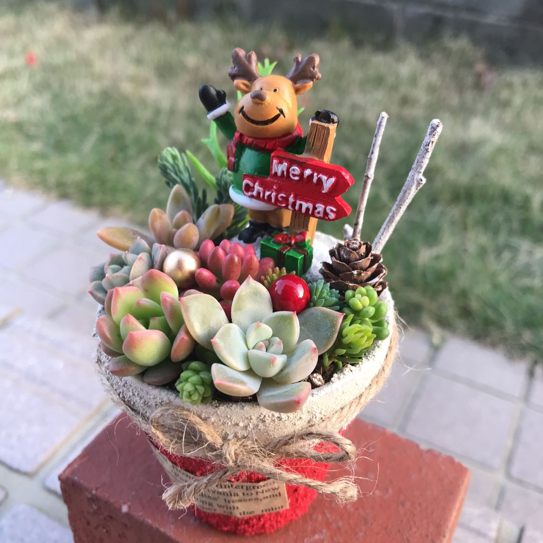 ♡そのまま飾れる♡リメ鉢♬Xmas☆トナカイの多肉植物寄せ植え