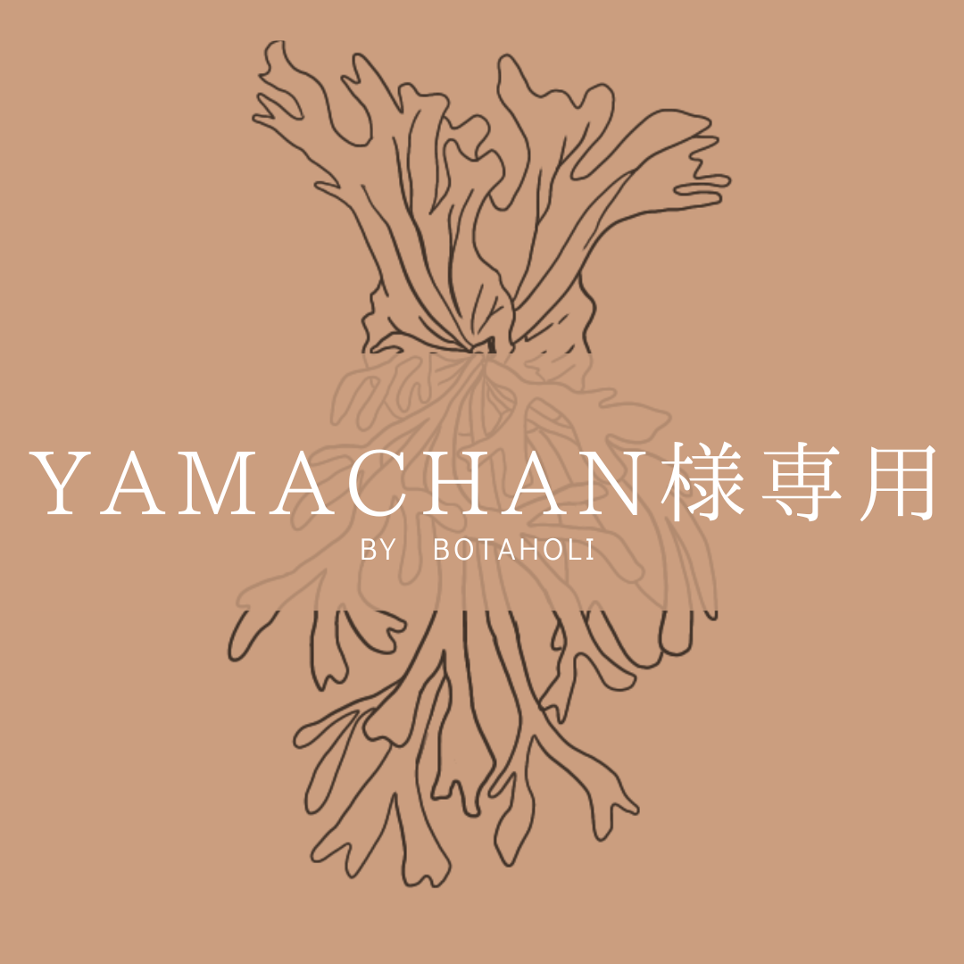 ベルギー製 【yamachanさま専用】 - ウェア